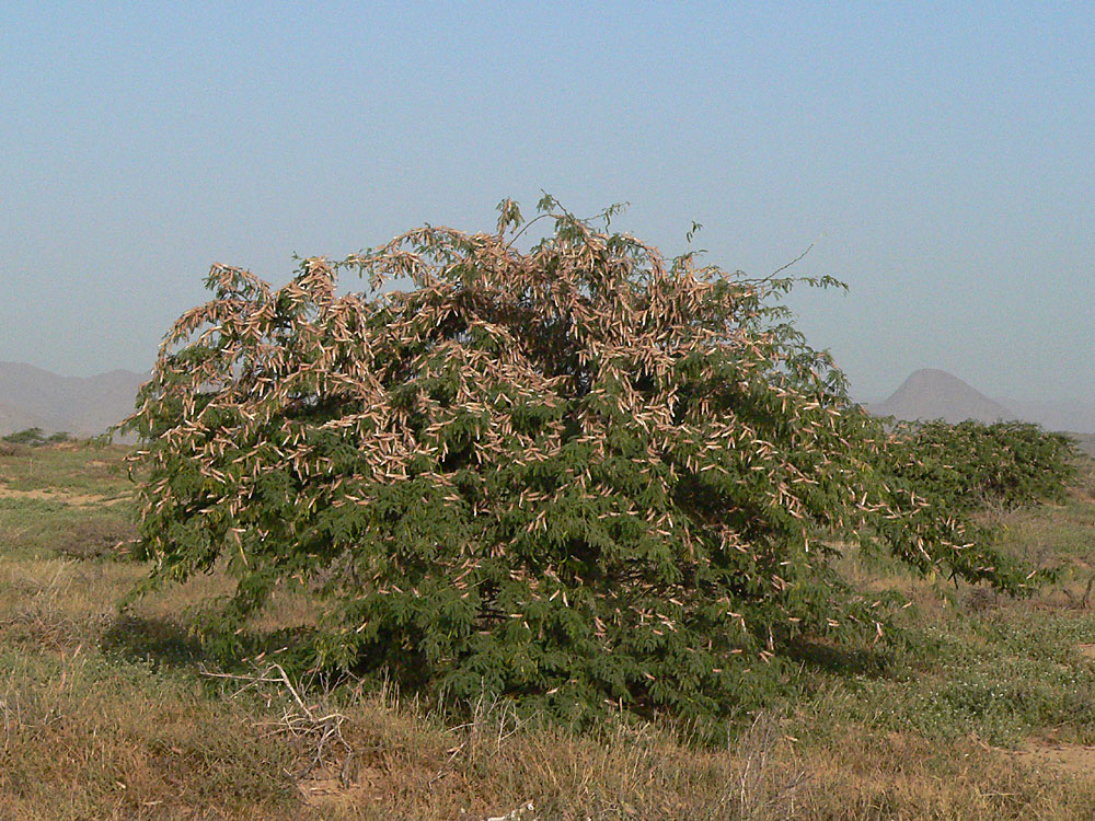 Part of settled swarm of Schistocerca gregaria photographed near Aeterba, Red Sea coast, Sudan, 2007.