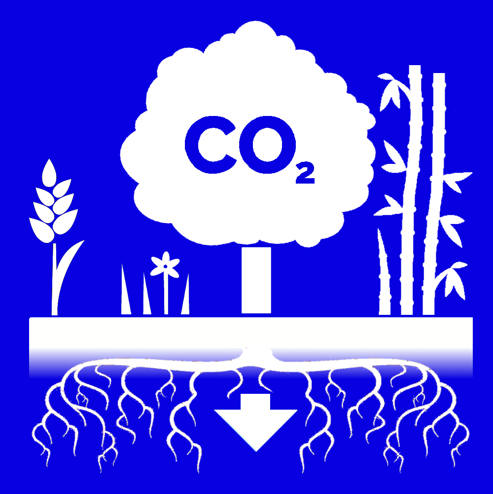 The graphic displays the natural process of carbon dioxide capture from a variety of flora. Shown in the image are cover crop sorghum, grass and flowers, a tree, and bamboo. The roots bring the carbon dioxide underground as shown by the arrow.