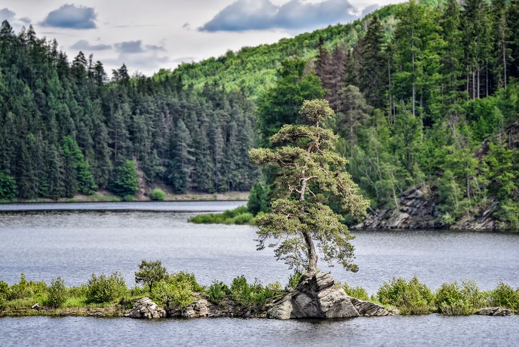 Guardian of the Flooded Village, Tree of the Year