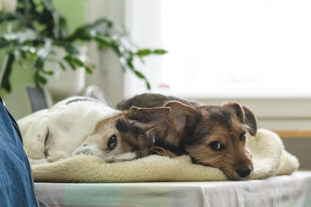 Two puppies lie bored in a bed.