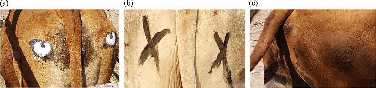 The researchers separated the cows into three different groups, with eyes, with Xs, and no marking.