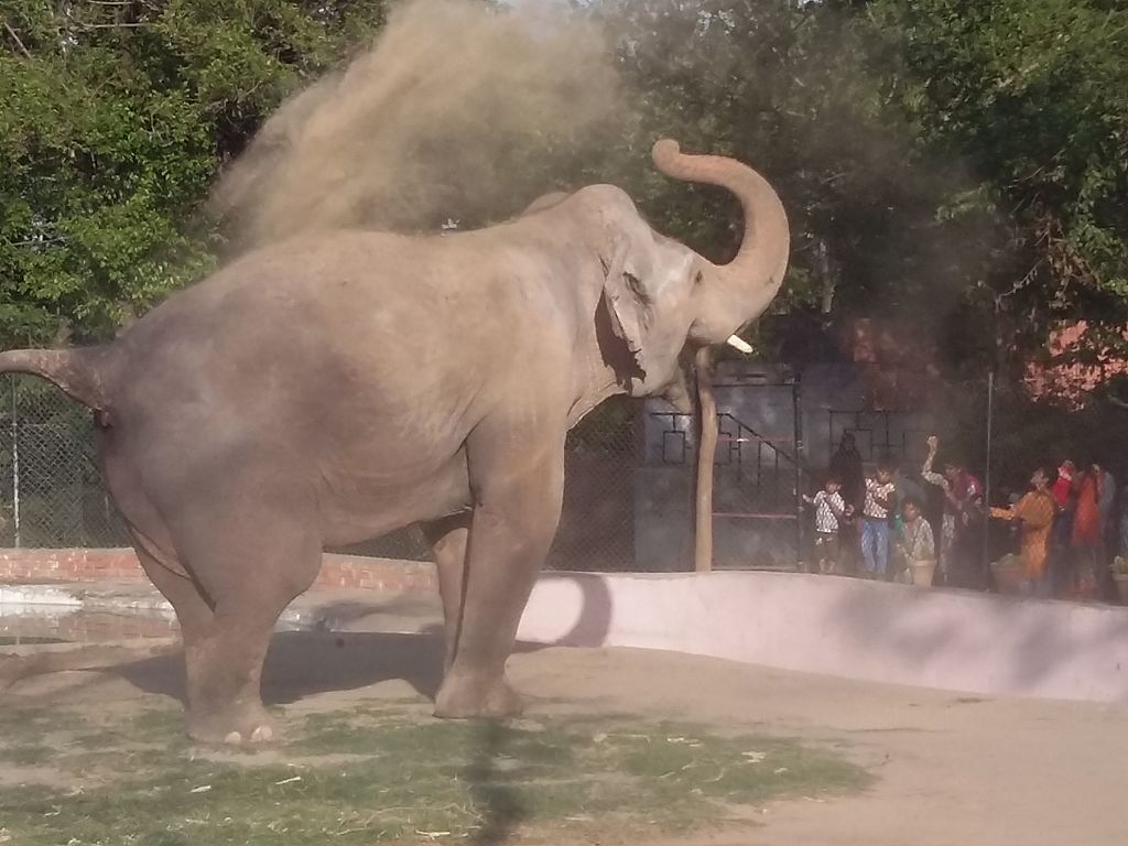 Kaavan in the Islamabad Zoo, 2017.