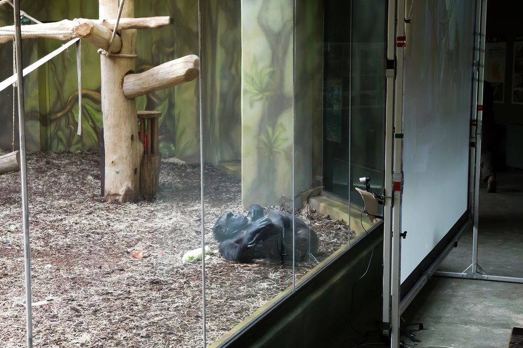 Chimp lays on the ground while taking part in a video call with another chimp.