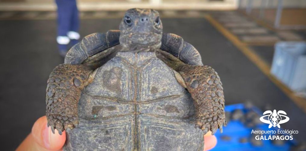 One of the Galapagos giant tortoises found wrapped in plastic in a suitcase.