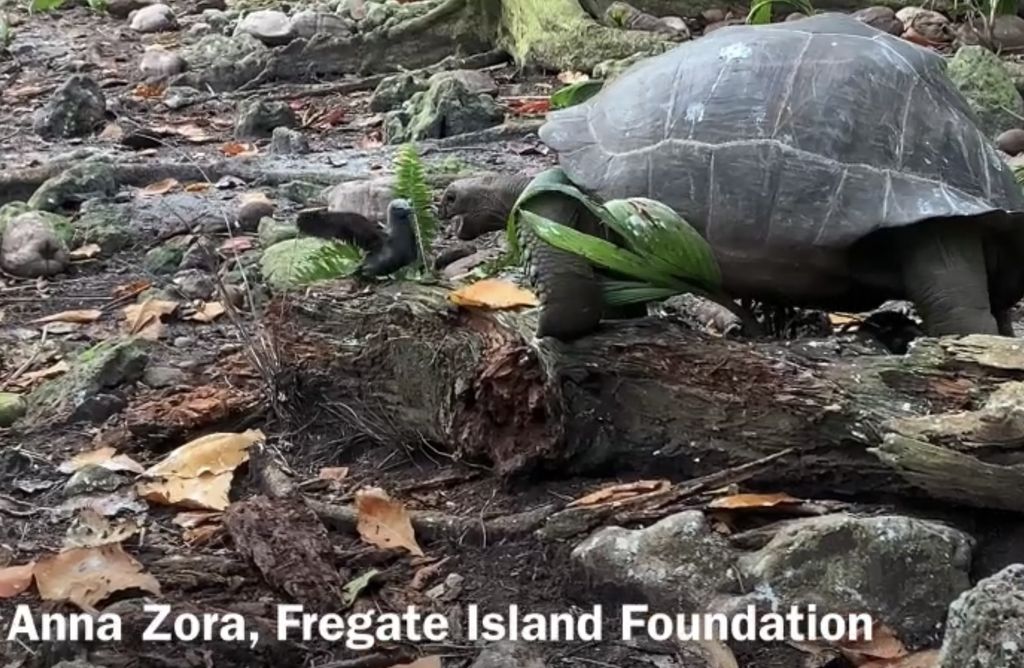 A giant tortoise in Seychelles hunts a young noddy tern.