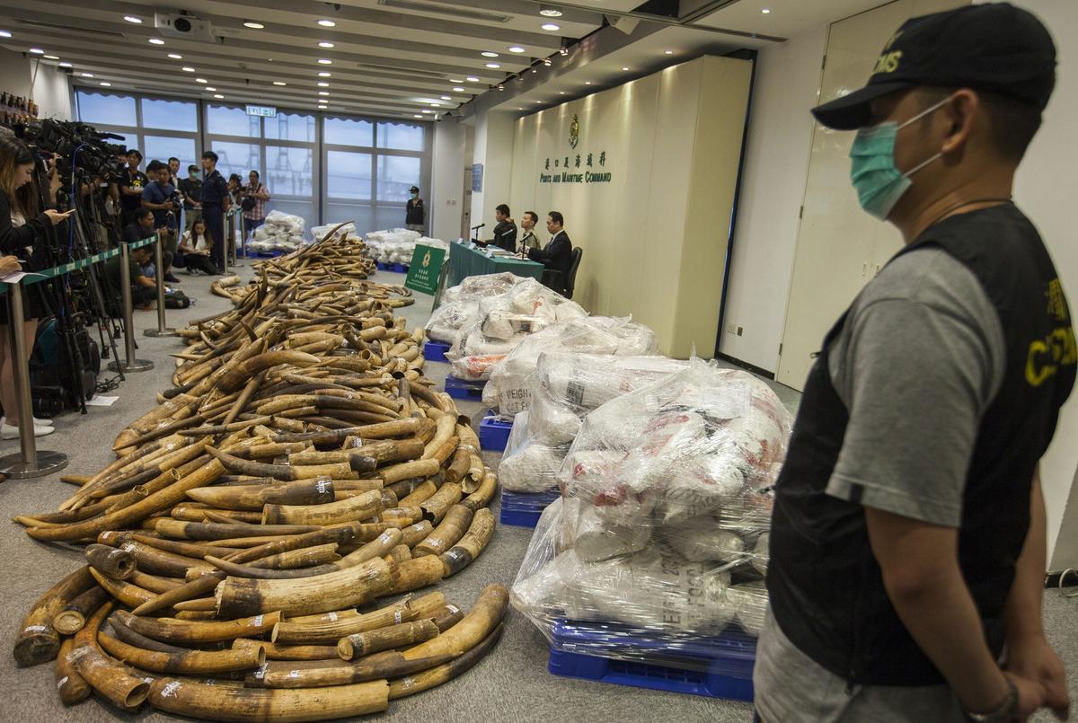 Tusks from an ivory seizure in 2017 in Hong Kong.