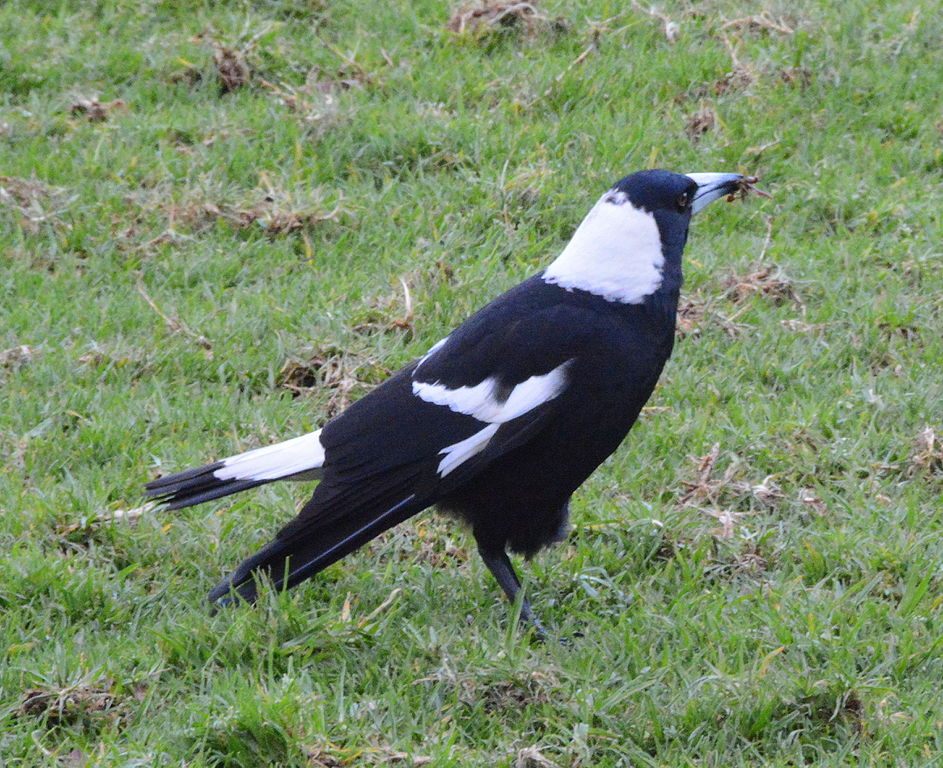 Magpie with insect in its beak, Kensington Park, Kensington, Sydney