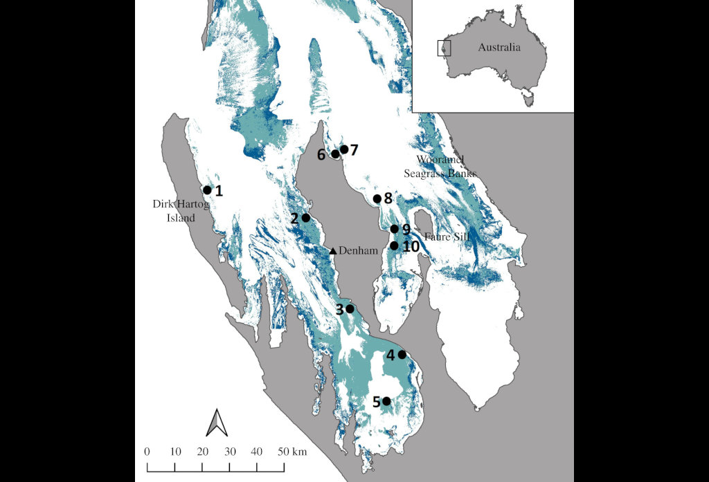 Map showing the location and distribution of sea grass in Shark Bay off the west coast of Australia.