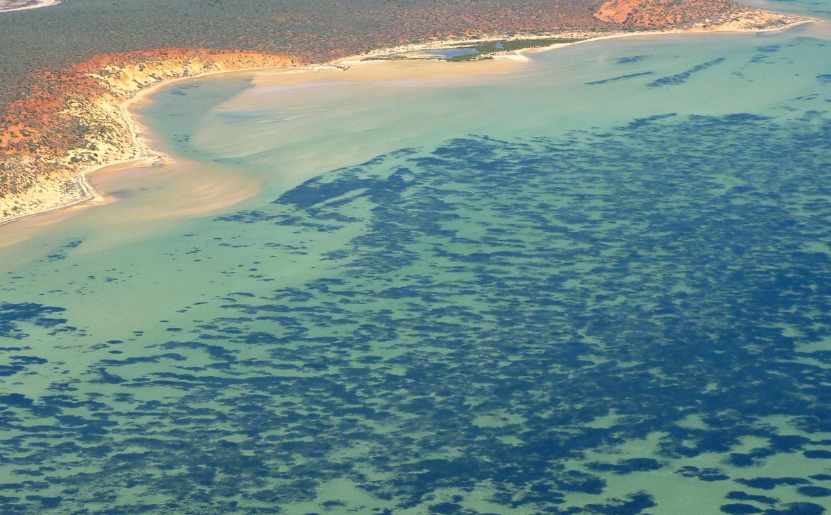 Aerial view of the shallow, salty waters of Shark Bay.