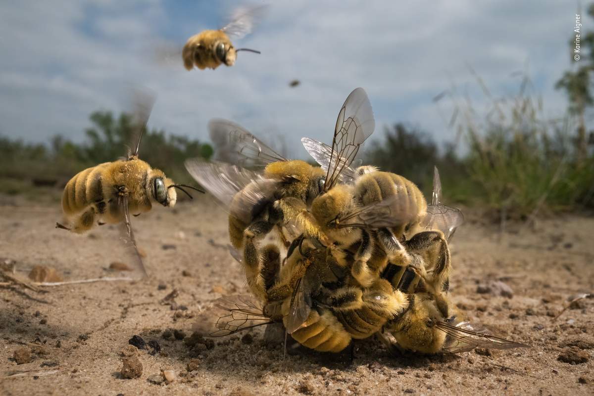 A buzzing ball of cactus bees compete to mate.