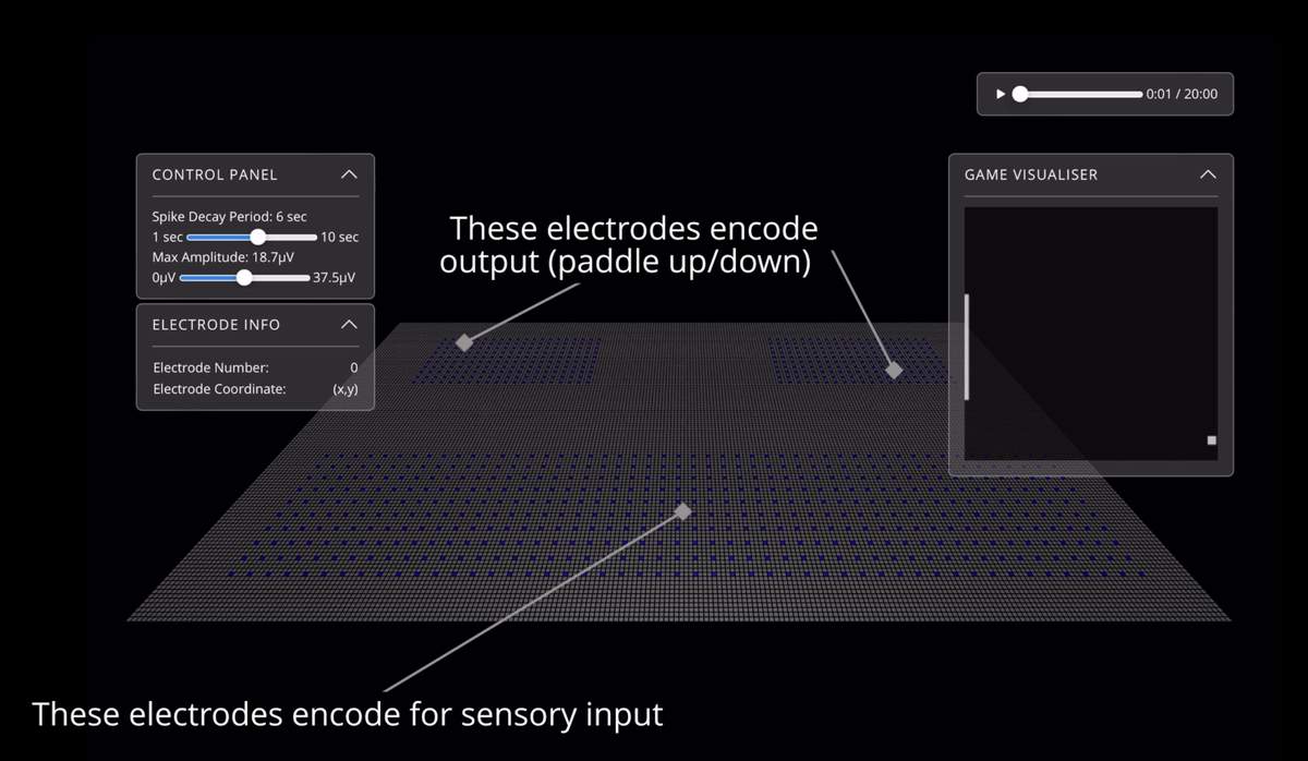 Screenshot from a video showing how the electrodes on the chip can send information back and forth between DishBrain and the computer to play a simple game of Pong.