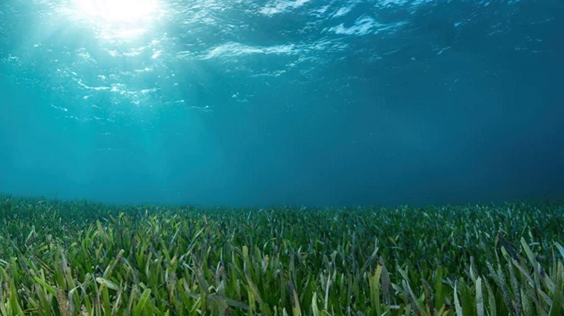 Dense meadow of Thalassia testudinum sea grass photographed in the southern Great Bahama Bank.