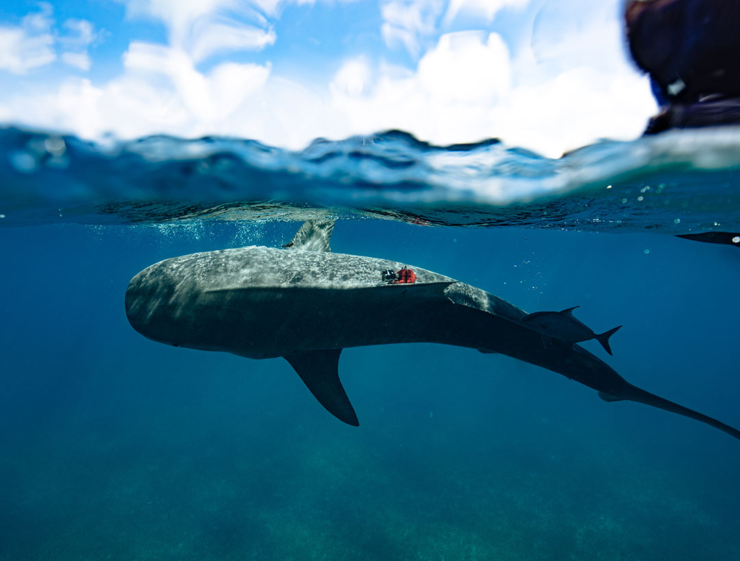 View of a tiger shark with a camera and other trackers as it swims away from a boat.