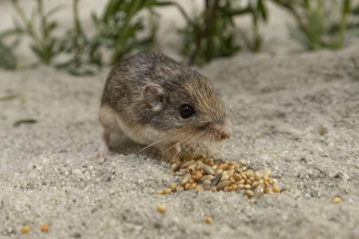 Pat, the 9-year-old Pacific pocket mouse, at the San Diego Zoo Wildlife Alliance conservation breeding center.