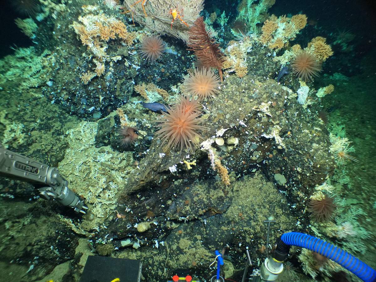 Rocky outcrop at the crest of a ridge, populated by cold water corals, squat lobsters, anemones, basket stars and deep-sea fish.