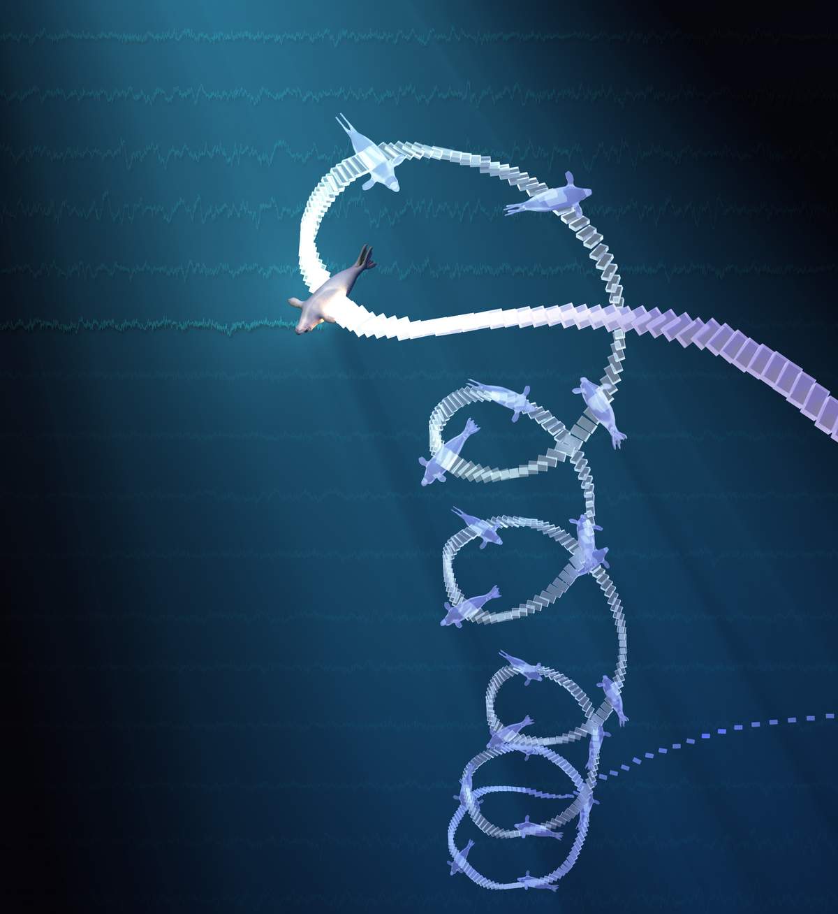 When elephant seals go into rapid-eye-movement (REM) sleep during deep dives, sleep paralysis causes them to turn upside down and drift downwards in a “sleep spiral.” This data-driven graphic shows sleeping postures every 20 seconds, with accompanying 30-second segments of EEG traces in the background. (Graphic by Jessica Kendall-Bar)