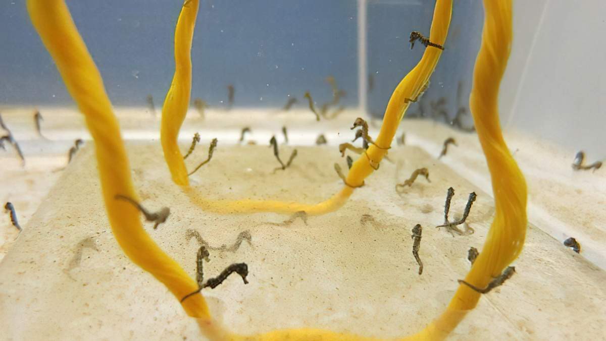 Baby seahorses being raised at the SIMS aquarium.