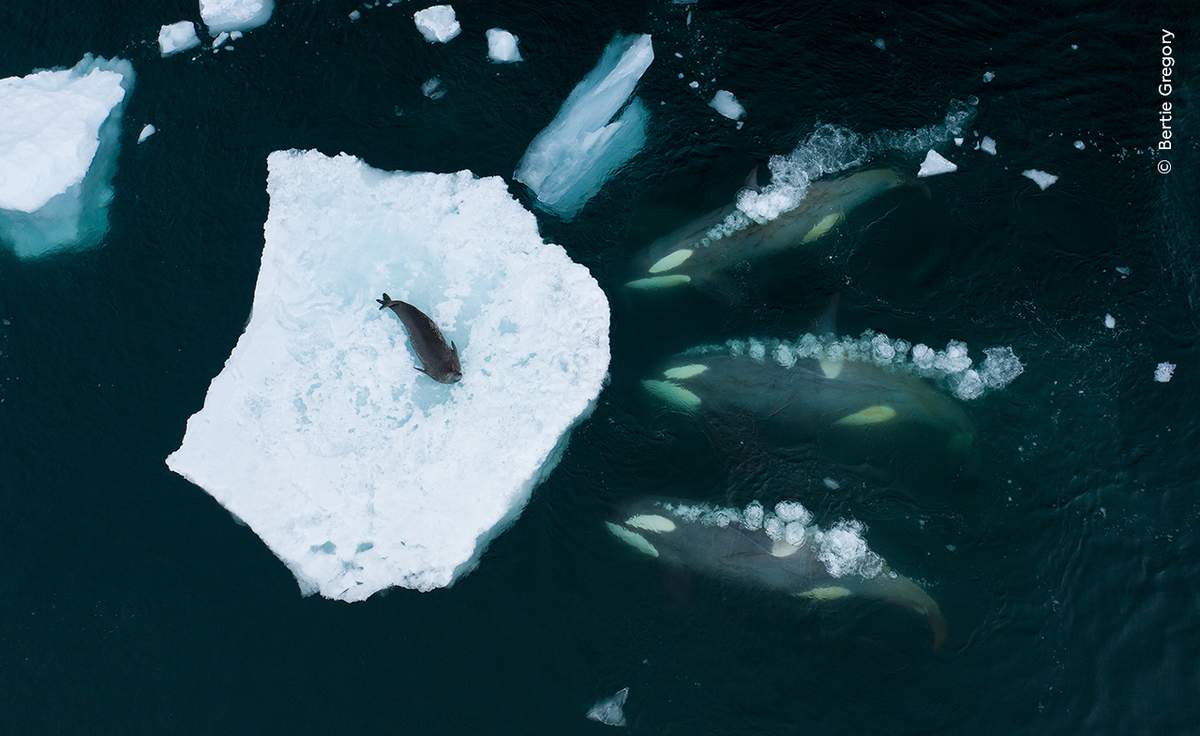 A pod of B1 Antarctic killer whales preparing to ‘wave wash’ a weddell seal off a piece of sea ice and into the water so they can eat it. T