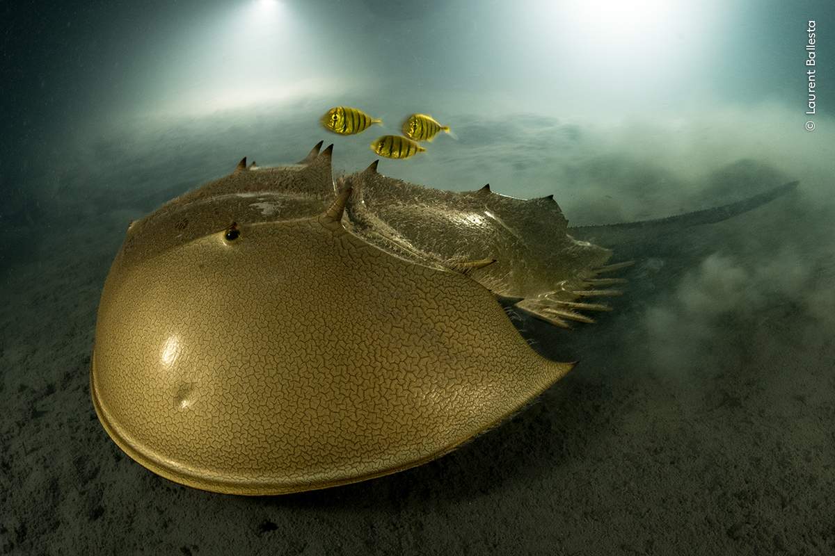 A tri-spine horseshoe crab moves slowly over the mud as three small fish trail along above it.