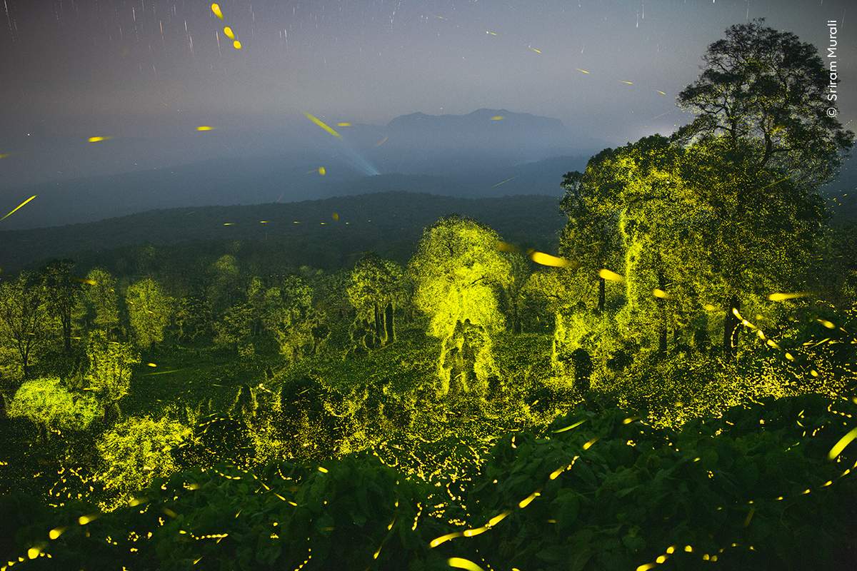 Sriram Murali showcases a night sky and a forest illuminated with fireflies.