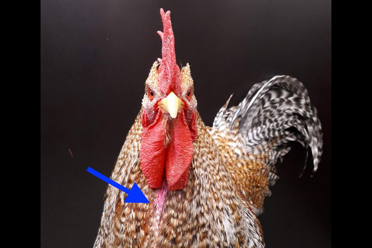 A rooster who has been given a special pink mark in the 'triangle-region' between the wattles in the center of its chest.