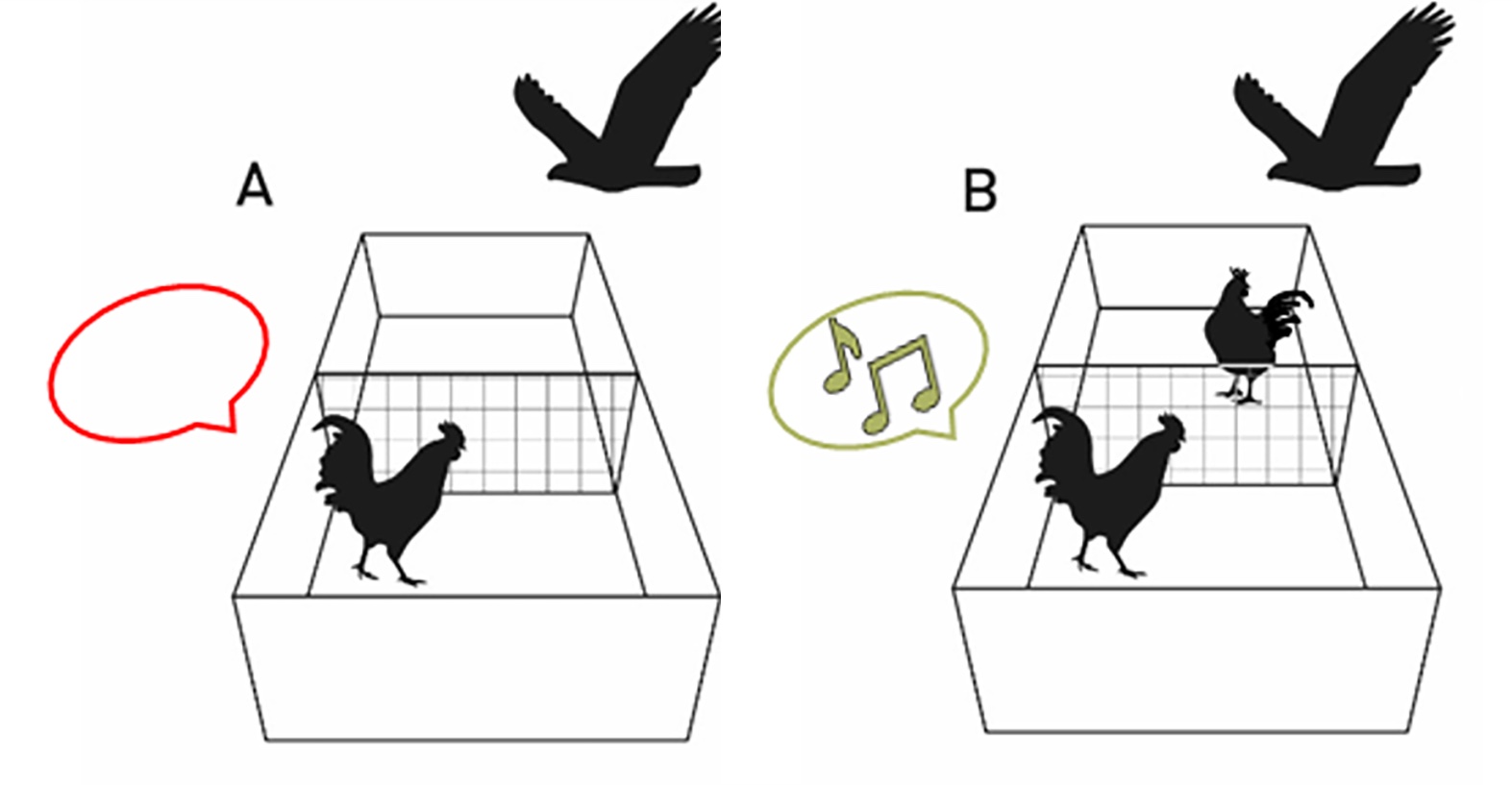 Graphical representation of the control (hawk test without a mirror). A shows the rooster alone, and B shows the rooster with another rooster visible.