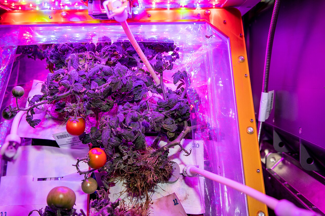 Tomato plants for the Veg-05 continue to grow and produce fruit. The investigation examines how light quality and fertilizer affect fruit production, microbial food safety, nutritional value, and taste acceptability by the crew, and how growing plants enhances the overall living experience for crew members. A few small tomatoes attached to a plant mass in a box under artificial lighting.