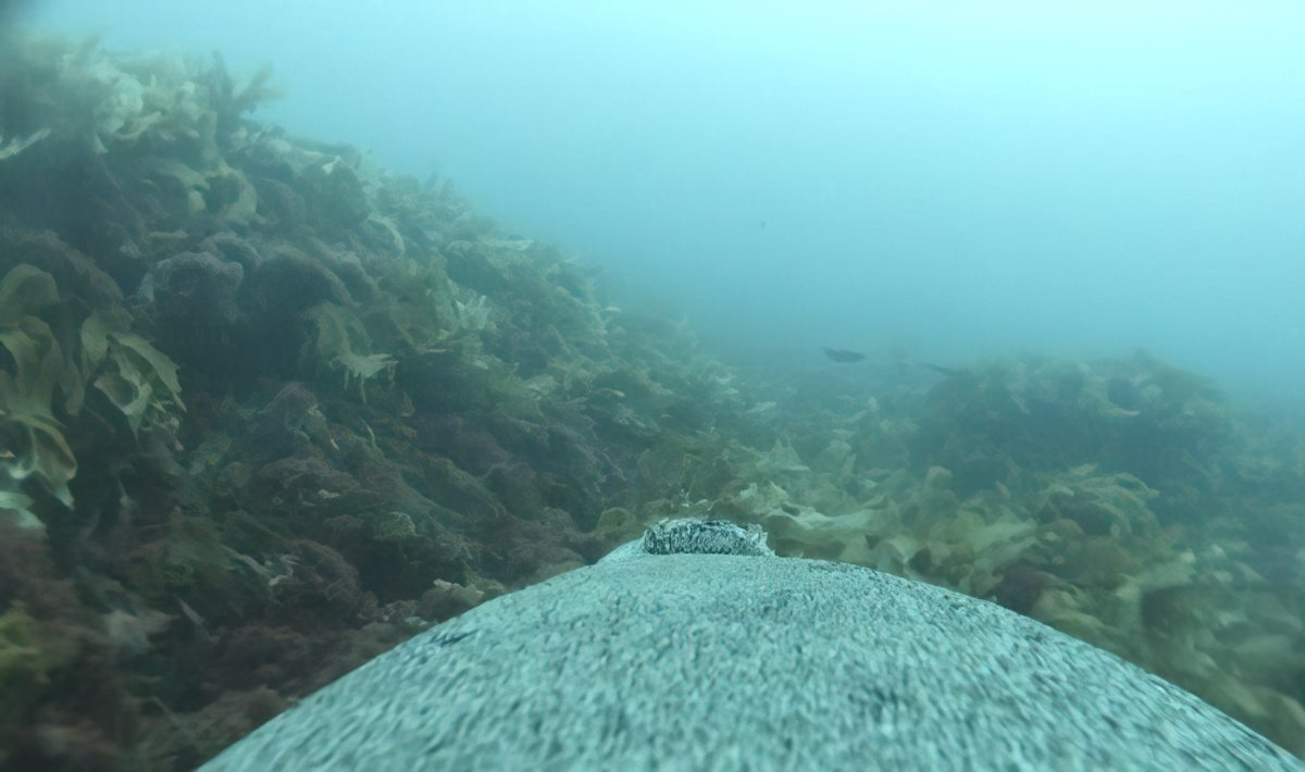 View of an underwater area on the sea floor featuring lots of marine plants. The view is from a camera on the back of a sea lion, which is visible in the foreground of the picture.