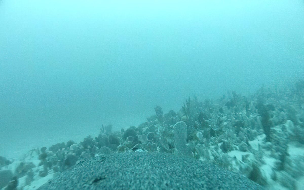 View of a sandy underwater area on the sea floor spiky with coral growth. The view is from a camera on the back of a sea lion, which is visible in the foreground of the picture.