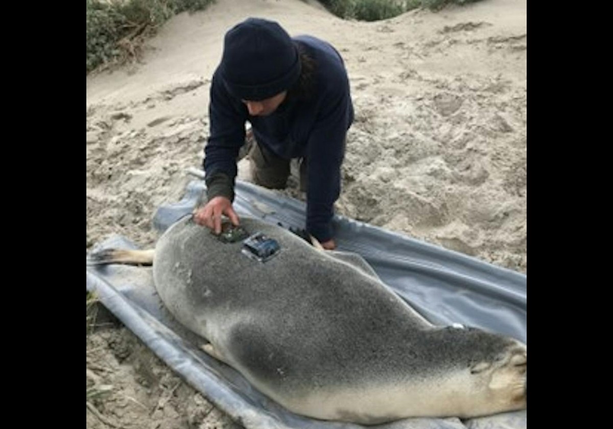 A scientist is shown putting a camera and GPS tracker on the back of a sleeping sea lion. The sea lion is laying on a tarp on a sandy beach.