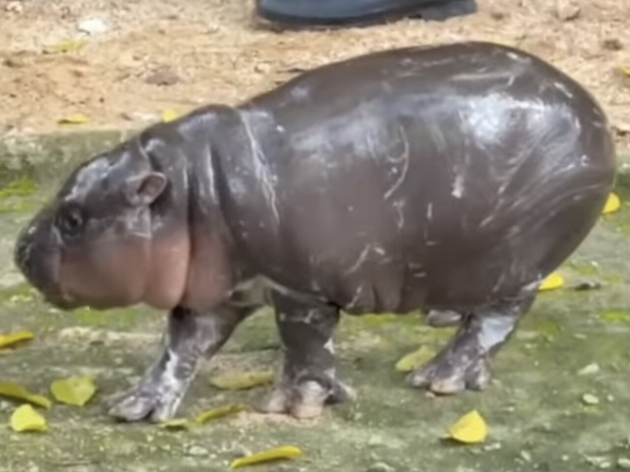 Moo deng, a pygmy hippo in Khao Khoew Zoo, Thailand