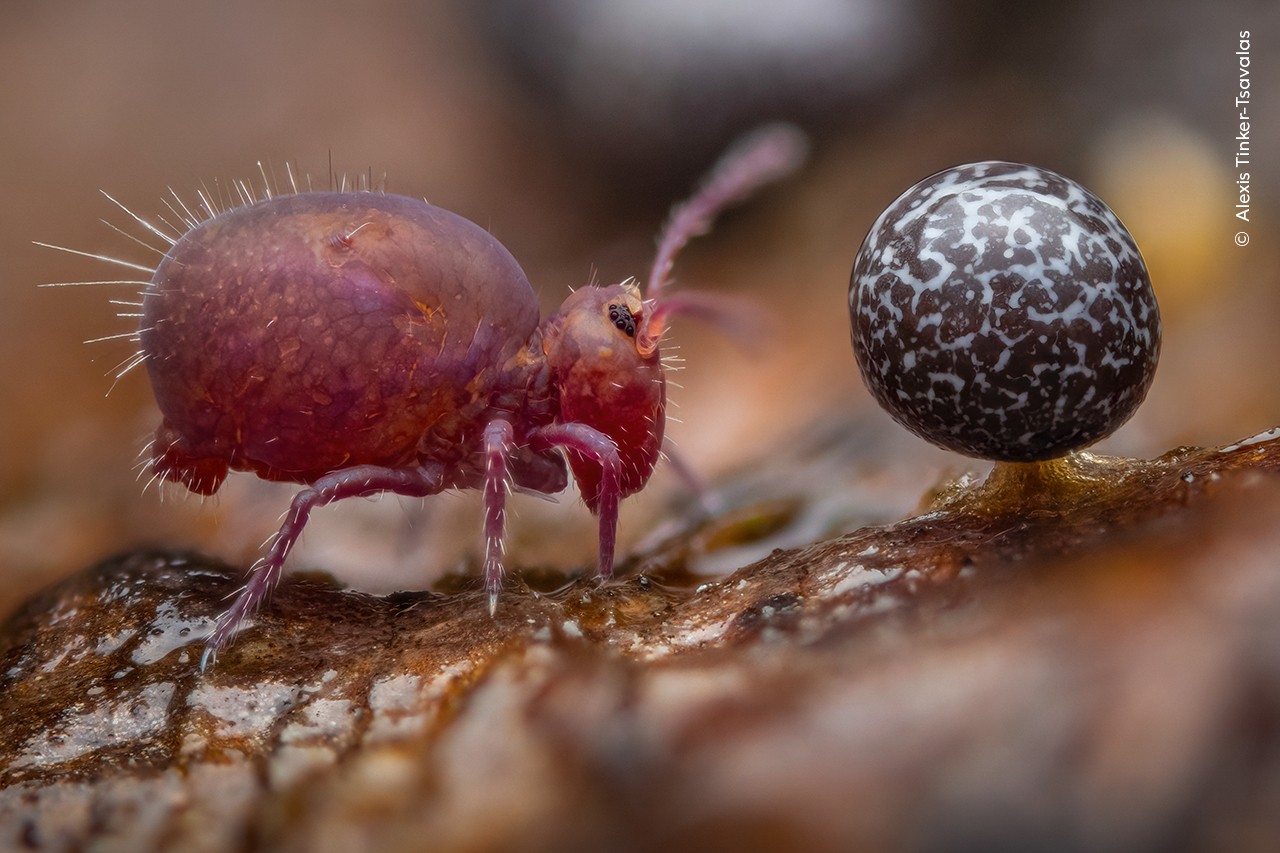 Picture of a springtail next to the "fruiting body" of a slime mold.