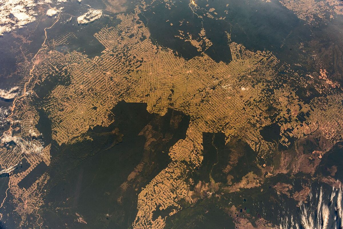 The WWF report says the biggest problem is that humans are destroying the places where wild animals live. The report says that 40% of the land on Earth is used for growing food for humans. Above, an image from the air of the Amazon rainforest in 2018. The lighter brown areas have been cleared for farmland.