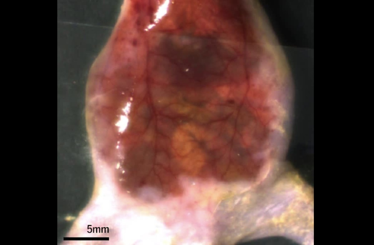 Image of a mouse's internal organs taken through skin turned transparent using tartrazine.