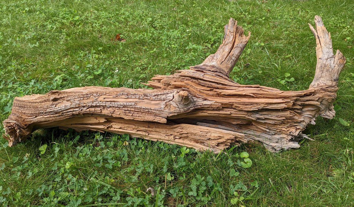 This ancient red cedar log is 3,775 years old. Researchers say that the clay soil helped preserve this log in such good shape.