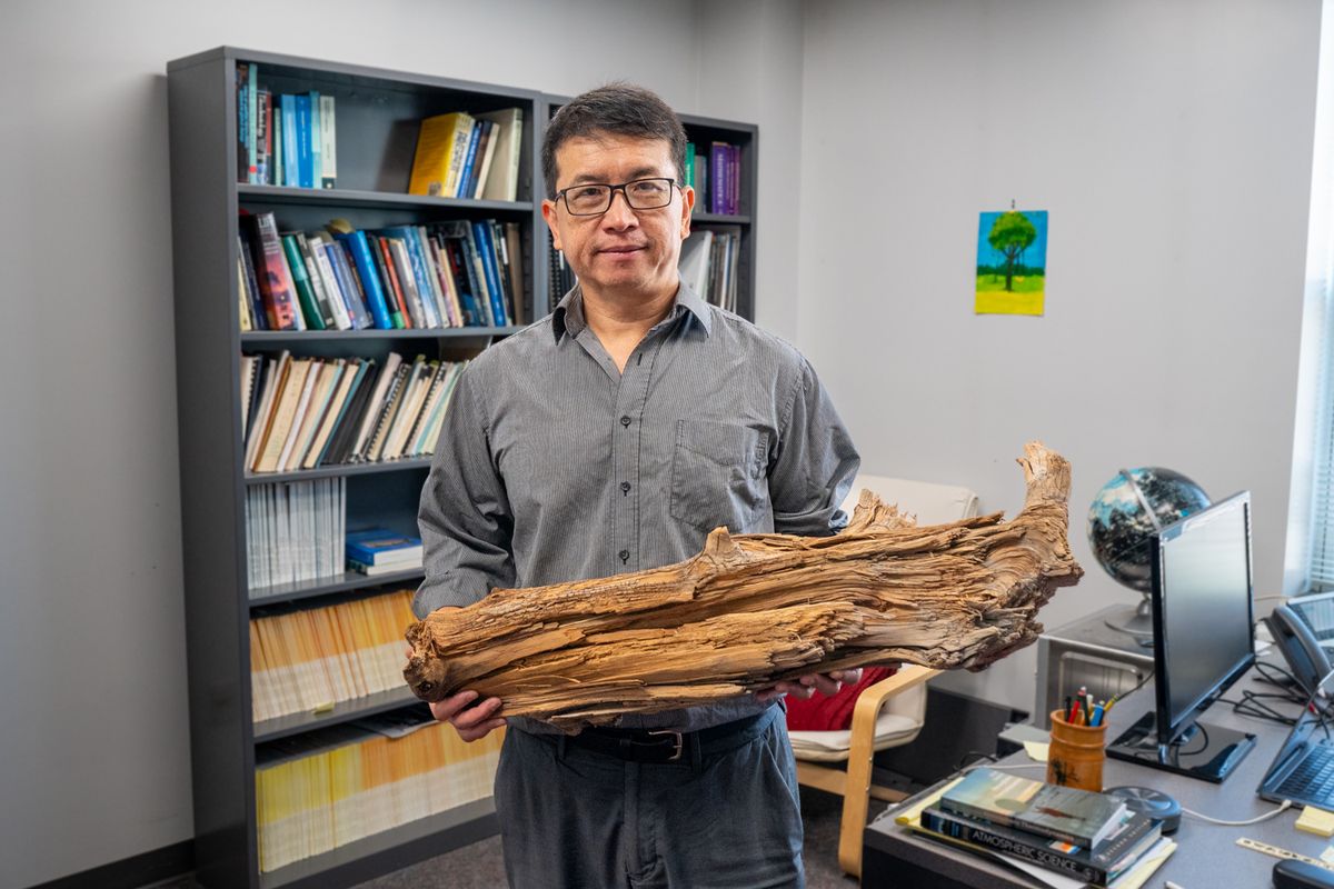 Ning Zeng and other researchers discovered this 3,775-year-old preserved log while conducting a wood vaulting pilot project in Quebec, Canada.